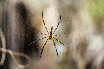 scary looking Spider in a web in Queensland Australia
