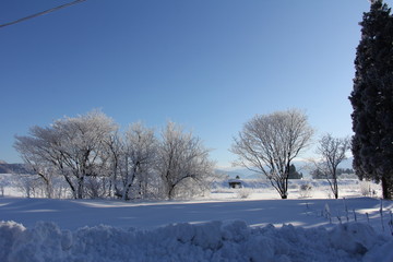 秋田県の冬景色　霧氷　青空