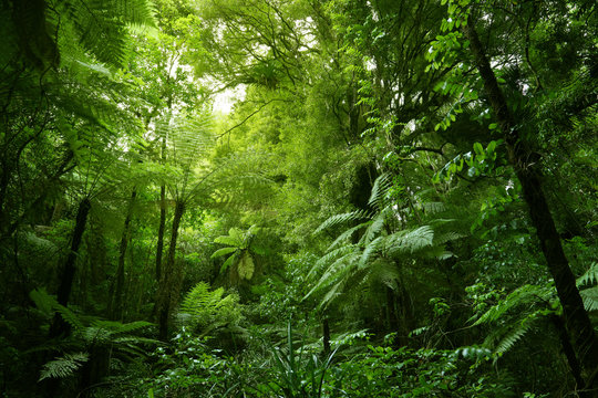 Fototapeta Tree ferns in tropical green jungle forest