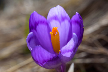 mountain flowers crocuses bloomed in spring nature