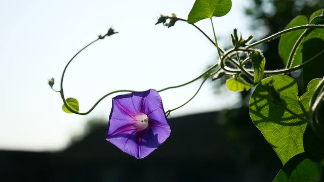Beautiful climber plant Solanum dulcamara on a old wooden background wood texture with peeling oil paints. The green loach with big leaves and violet flowers on the background of wall old rural house.