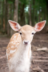 Fototapeta premium Deer in the Forest 
