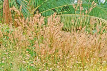 Feather grass field on coconut tree background with soft tone for nature and environment concept