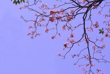 pink flowers and blue sky