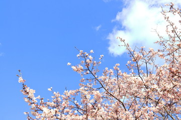 早咲き桜