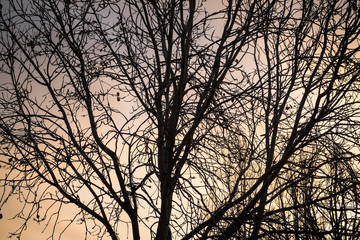 Tree branches background