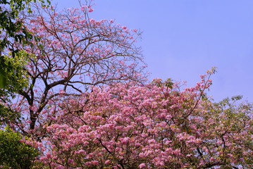 pink flowers and blue sky