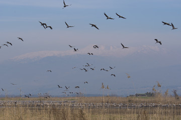 Vögel im Naturpark 