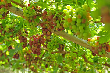 Ripe grapes in his vineyard