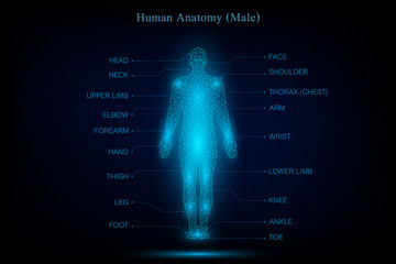 human body anatomy glowing blue in the dark background as medical, science and technology concept. vector illustration.