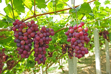 Ripe grapes in his vineyard