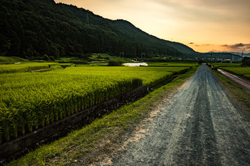 Fototapeta na wymiar 夕方の田舎の小道, The Countryside in The Evening