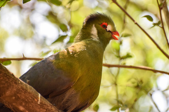 white-cheeked turaco (Tauraco leucotis) screams in the jungle
