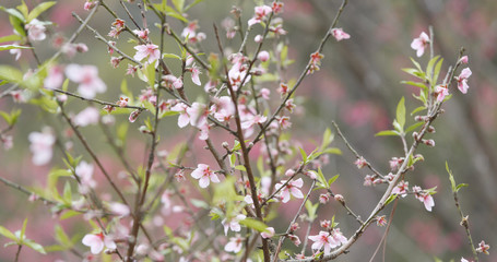 Plum flower in pink