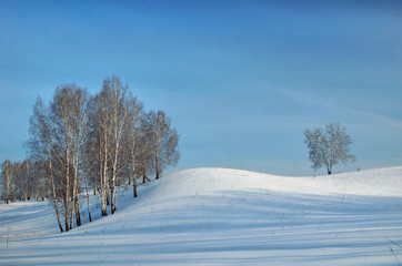 Beautiful winter landscape with birch trees and with long shadows on the snowy hill