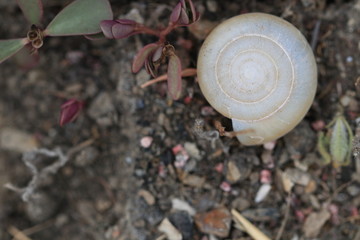 Close up white shell on the ground