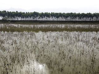 row of trees reflection on the water