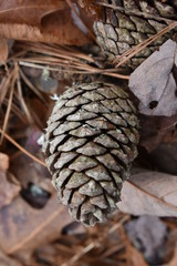 Pinecones