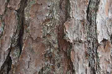 Treebark