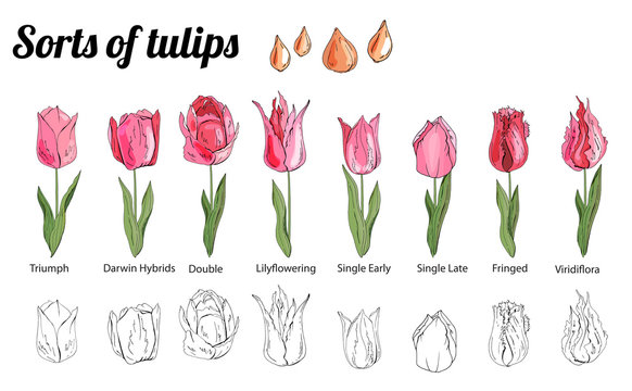 Set of different tulips. Various sorts of color