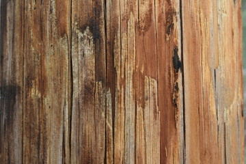 Wood Texture