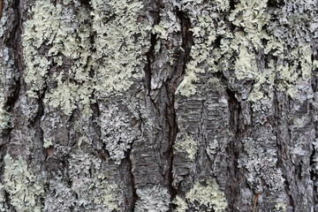 Treebark