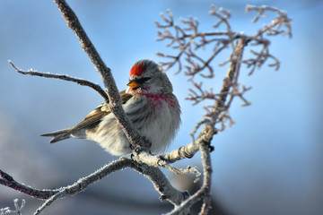 Red Pole Song Bird in Winter
