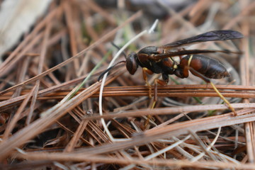Lethargic Wasp