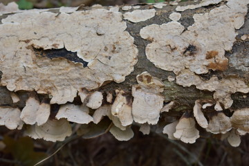 Stump Growth
