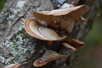 Shelf Fungus