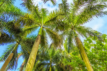 Obraz premium palm