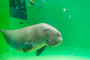 Naklejka premium ジュゴン