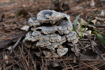 Stump Growth