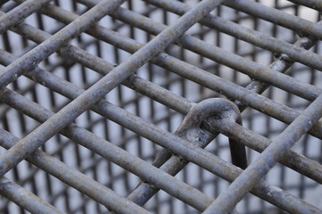 Fototapeta premium The pattern of a grate suitable for backgrounds
