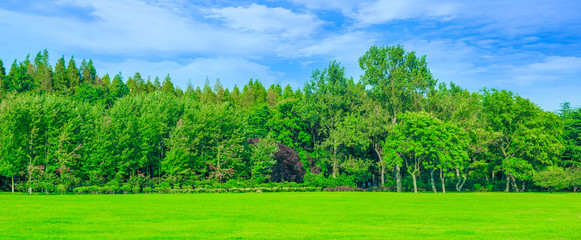 Green woods in the park