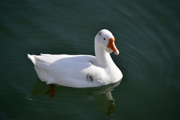 コブのある白鳥