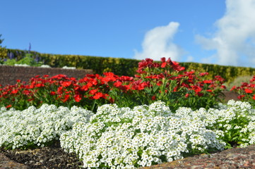 Beautiful flowers and roses with amazing colos and natural beauty!