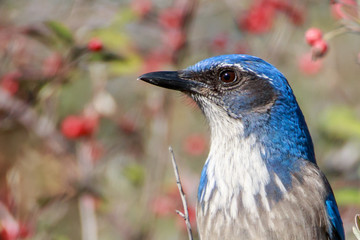 California-scrub Jay