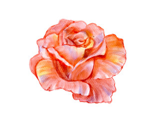 Fototapeta na wymiar pink rose hand illustration