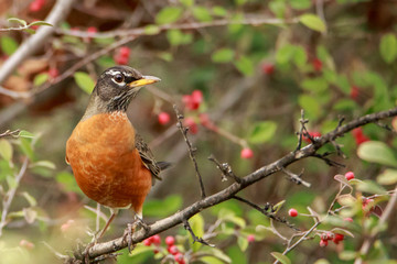 American Robin