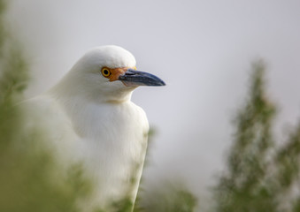Snowy Egret