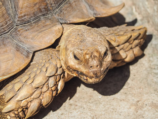 Portrait of African spurred tortoise (Centrochelys sulcata) on the floor.
