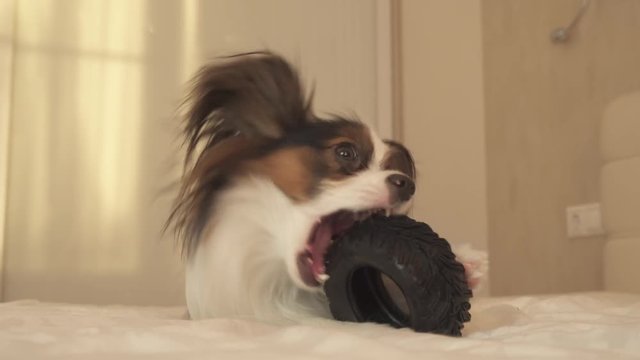 Young dog breeds Papillon Continental Toy Spaniel gnaws rubber tire - a fun tire changer stock footage video