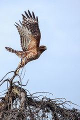 Red-shoulder Hawk