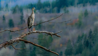 Blue Heron 0285