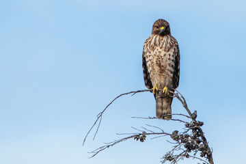 Red-shoulder Hawk
