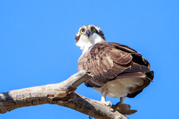 Osprey