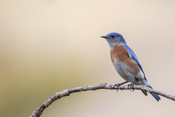 Western Bluebird