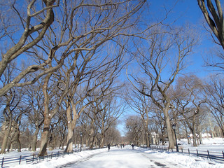 Tree-lined Snowed-on Promenade