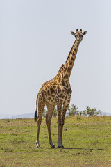 Giraffe on hill Serengeti National Park Tanzania 9499